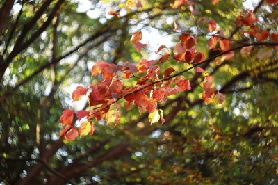 soku_06194.jpg :: 風景 自然 紅葉 植物 樹木 枝 