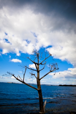 soku_06205.jpg :: 風景 自然 樹木 海岸 ゴロタ 植物三態 