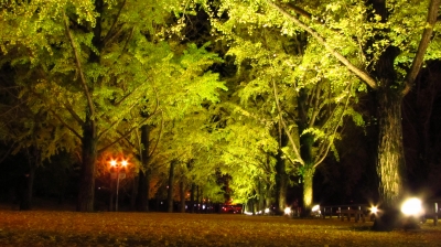 soku_06211.jpg :: 植物 樹木 街路樹 銀杏 夜景 