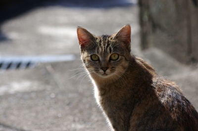 soku_06213.jpg :: 動物 哺乳類 猫 ネコ 