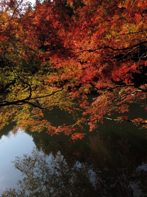 soku_06242.jpg :: PowerShotS95 風景 自然 紅葉 赤い紅葉 湖 水分 鎌北湖 
