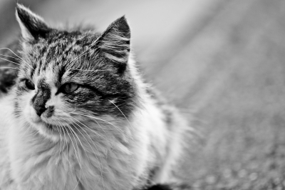 soku_06245.jpg :: 動物 哺乳類 猫 ネコ モノクロ 