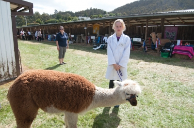 soku_06261.jpg :: D5000 動物 羊 オーストラリア 