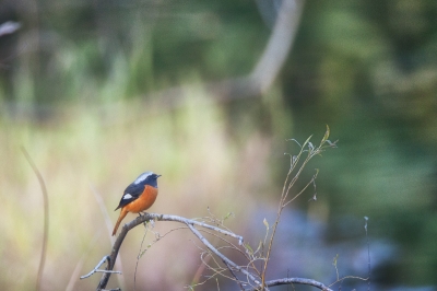 soku_06266.jpg :: 動物 鳥 野山の鳥 ジョウビタキ ♂ 