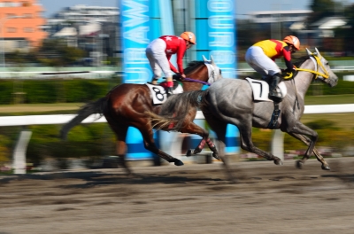 soku_06291.jpg :: 動物 哺乳類 馬 ウマ 浦和競馬場 流し撮り 