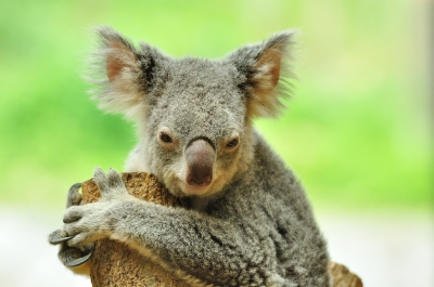 soku_06315.jpg :: 動物 哺乳類 コアラ 