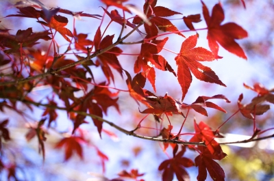 soku_06339.jpg :: 風景 自然 山 高尾山 風景 自然 紅葉 赤い紅葉 