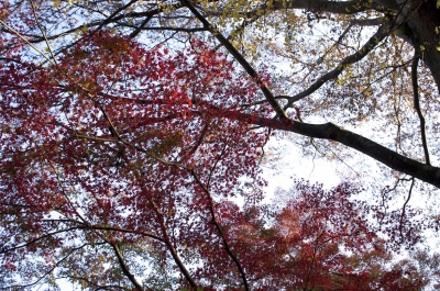 soku_06342.jpg :: 風景 自然 山 高尾山 森林 紅葉林 