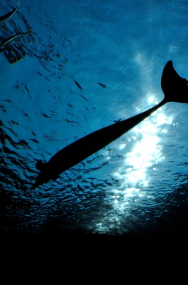 soku_06346.jpg :: 動物 海の生物 イルカ 