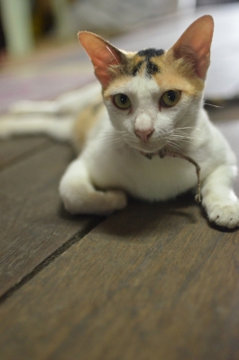 soku_06366.jpg :: 動物 哺乳類 猫 ネコ 
