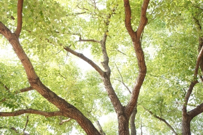 soku_06445.jpg :: 台湾旅行記 風景 自然 樹木 