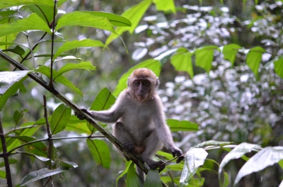 soku_06446.jpg :: 動物 哺乳類 猿 サル 