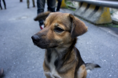 soku_06449.jpg :: 台湾旅行記 動物 哺乳類 犬 イヌ 