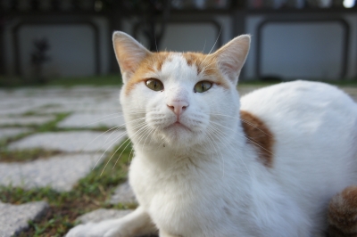 soku_06450.jpg :: 台湾旅行記 動物 哺乳類 猫 ネコ 