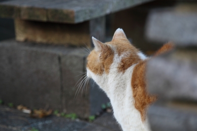 soku_06504.jpg :: ねこねこ 動物 哺乳類 猫 ネコ 