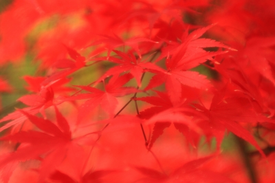 soku_06507.jpg :: 紅葉 植物 樹木 庭木 ソフトン by Niigata 