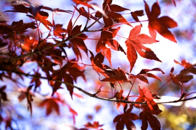 soku_06508.jpg :: 風景 自然 山 高尾山 風景 自然 紅葉 赤い紅葉 