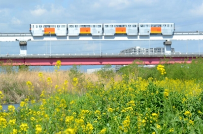soku_06510.jpg :: 乗り物 交通 鉄道 電車 モノレール 植物 花 菜の花 