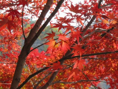 soku_06578.jpg :: PowerShotS95 風景 自然 紅葉 赤い紅葉 水分 湖 円良田湖 