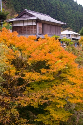 soku_06642.jpg :: 風景 自然 紅葉 黄色い紅葉 