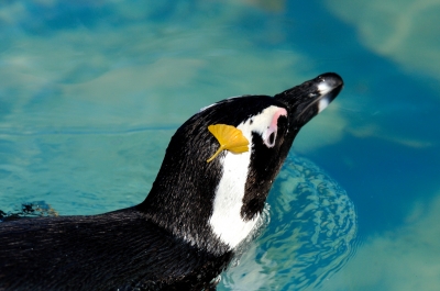 soku_06704.jpg :: 動物 鳥 ペンギン 上野動物園 
