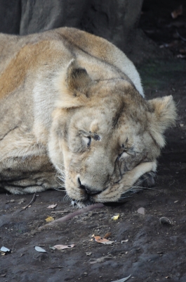 soku_06714.jpg :: 上野動物園 動物 哺乳類 ライオン 