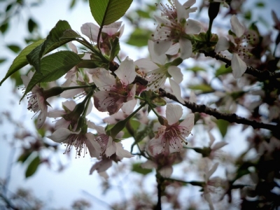 soku_06740.jpg :: 植物 花 桜 サクラ 紅葉の時期の桜 