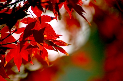 soku_06752.jpg :: 風景 自然 紅葉 楓 
