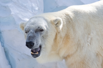 soku_06768.jpg :: 動物 哺乳類 熊 シロクマ 上野動物園 