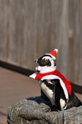 soku_06787.jpg :: 動物 鳥 ペンギン クリスマス サンタクロース 