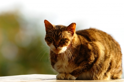 soku_06855.jpg :: 動物 哺乳類 猫 ネコ 