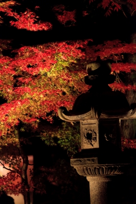 soku_06898.jpg :: 六義園 風景 自然 紅葉 色 光 ライトアップ 