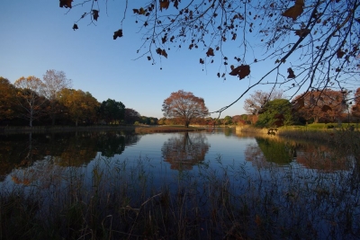 soku_06965.jpg :: 昭和記念公園 風景 自然 湖 池 