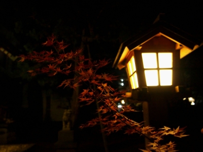 soku_07061.jpg :: もみじ 風景 自然 紅葉 夜景 
