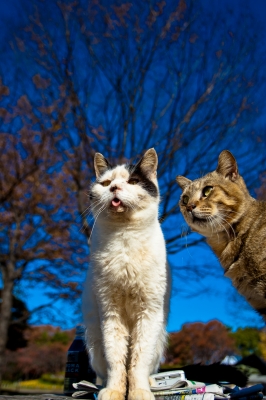 soku_07068.jpg :: 動物 哺乳類 猫 ネコ 
