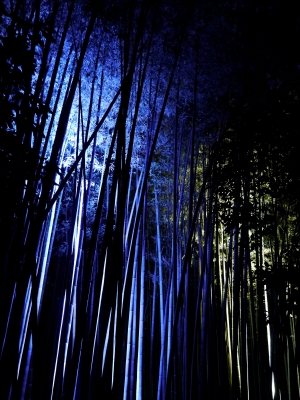 soku_07178.jpg :: 京都 嵐山 竹林 ライトアップ ぼっちの旅 GX.1 内臓水準器基準 手持ち 