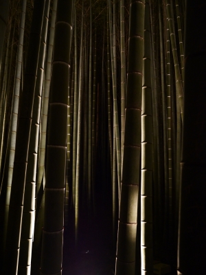 soku_07179.jpg :: 京都 嵐山 竹林 ライトアップ ぼっちの旅 GX.1 内臓水準器基準 手持ち 