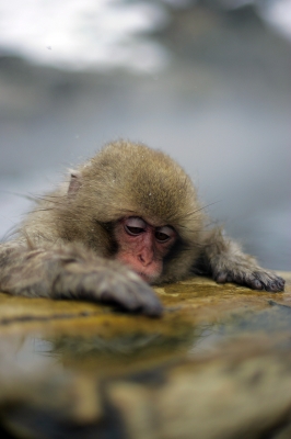 soku_07219.jpg :: 動物 哺乳類 猿 サル 地獄谷野猿公苑 