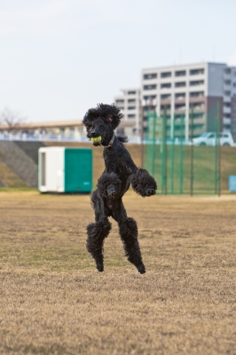 soku_07263.jpg :: 動物 哺乳類 犬 イヌ ジャンピンングキャッチ 