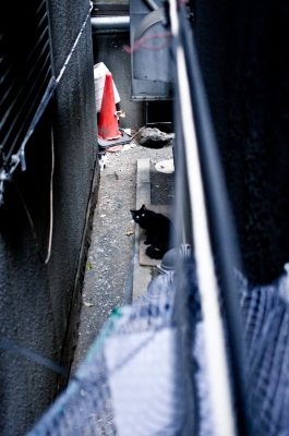 soku_07270.jpg :: 建築 建造物 街並み 都市の風景 路地裏 動物 哺乳類 猫 ネコ 