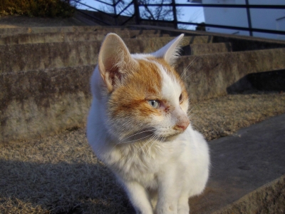 soku_07272.jpg :: 動物 哺乳類 猫 ネコ 子猫 