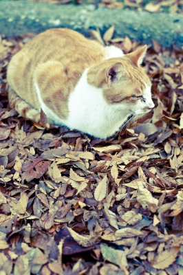 soku_07282.jpg :: 動物 哺乳類 猫 ネコ 風景 自然 落ち葉 