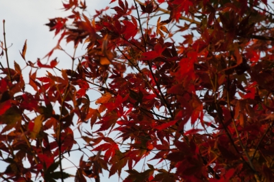 soku_07291.jpg :: 風景 自然 紅葉 赤い紅葉 