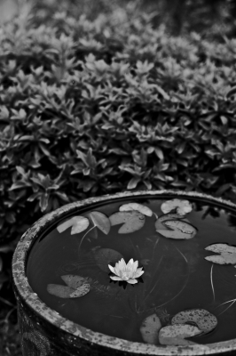 soku_07391.jpg :: 水瓶 風景 自然 紅葉 落ち葉 植物 花 モノクロ 