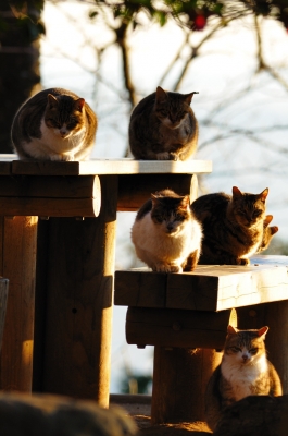 soku_07401.jpg :: 動物 哺乳類 猫 ネコ 軍団 