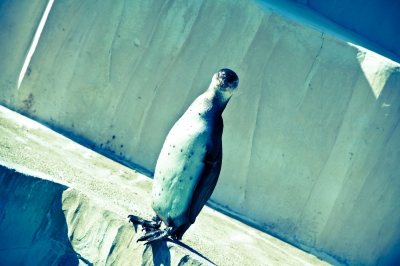 soku_07404.jpg :: 東山動物園 動物 鳥 ペンギン 