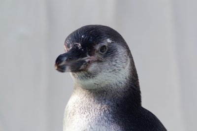 soku_07417.jpg :: 東山動物園 動物 鳥 ペンギン 