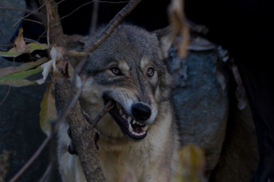 soku_07419.jpg :: 東山動物園 動物 哺乳類 狼 オオカミ 
