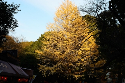 soku_07470.jpg :: 上野 風景 自然 紅葉 黄色い紅葉 枯れ葉 