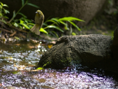 soku_07475.jpg :: 風景 自然 川 渓谷 動物 鳥 野山の鳥 水分 